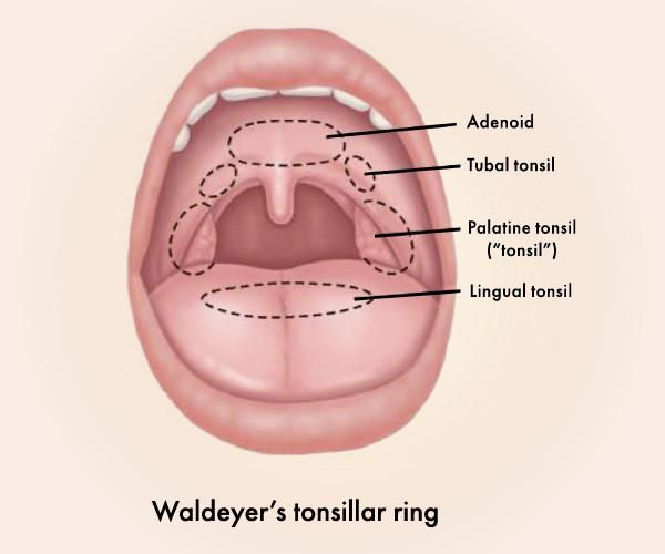 Waldeyer